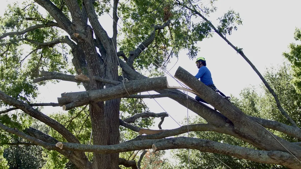 Professional Crown Thinning performed by certified arborists in Tuskahoma
