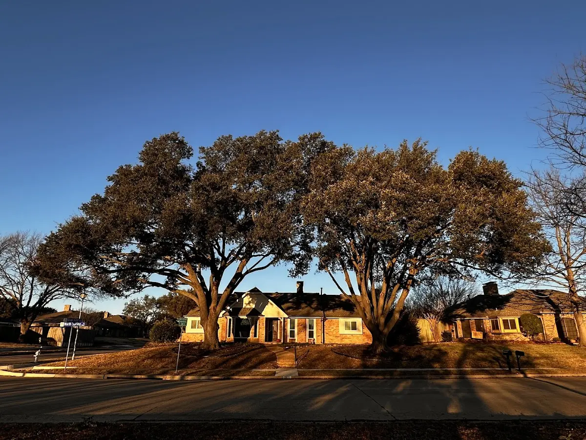 Established residential canopy tree shading a home in Tuskahoma